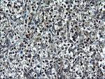 ZFAND3 Antibody in Immunohistochemistry (Paraffin) (IHC (P))