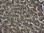 ZFAND3 Antibody in Immunohistochemistry (Paraffin) (IHC (P))