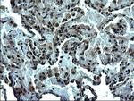 ZFAND3 Antibody in Immunohistochemistry (Paraffin) (IHC (P))