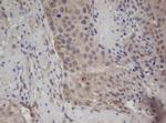 ZFAND5 Antibody in Immunohistochemistry (Paraffin) (IHC (P))