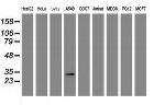 ZFAND5 Antibody in Western Blot (WB)