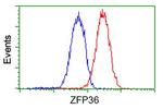 ZFP36 Antibody in Flow Cytometry (Flow)