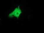 ZFP36 Antibody in Immunocytochemistry (ICC/IF)