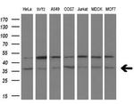 ZFP36 Antibody in Western Blot (WB)