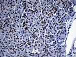 ZHX2 Antibody in Immunohistochemistry (Paraffin) (IHC (P))