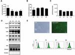 Prohibitin Antibody in Western Blot (WB)