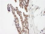 ZNF261 Antibody in Immunohistochemistry (IHC)