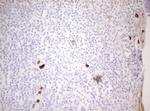 ZNF394 Antibody in Immunohistochemistry (Paraffin) (IHC (P))