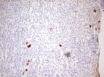 ZNF394 Antibody in Immunohistochemistry (Paraffin) (IHC (P))