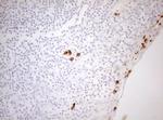 ZNF394 Antibody in Immunohistochemistry (Paraffin) (IHC (P))