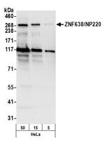 ZNF638/NP220 Antibody in Western Blot (WB)