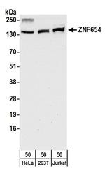 ZNF654 Antibody in Western Blot (WB)