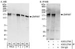 ZNF687 Antibody in Western Blot (WB)