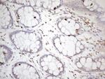 ZNF69 Antibody in Immunohistochemistry (Paraffin) (IHC (P))