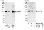 ZNF777 Antibody in Western Blot (WB)
