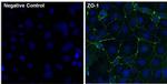 ZO-1 Antibody in Immunocytochemistry (ICC/IF)