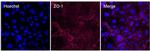 ZO-1 Antibody in Immunocytochemistry (ICC/IF)