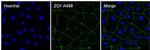 ZO-1 Antibody in Immunocytochemistry (ICC/IF)