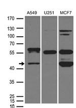 ZP3 Antibody in Western Blot (WB)