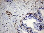 ZRANB1 Antibody in Immunohistochemistry (Paraffin) (IHC (P))