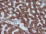 ZSCAN21 Antibody in Immunohistochemistry (Paraffin) (IHC (P))