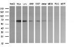 ZSCAN21 Antibody in Western Blot (WB)