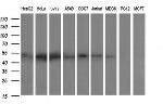 ZSCAN21 Antibody in Western Blot (WB)