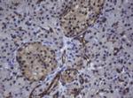 ZSCAN4 Antibody in Immunohistochemistry (Paraffin) (IHC (P))