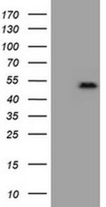 ZSCAN4 Antibody in Western Blot (WB)