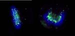 ZWINT-1 Antibody in Immunocytochemistry (ICC/IF)