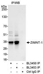 ZWINT-1 Antibody in Immunoprecipitation (IP)