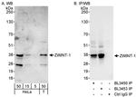 ZWINT-1 Antibody in Western Blot (WB)