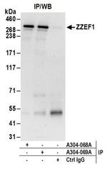 ZZEF1 Antibody in Immunoprecipitation (IP)