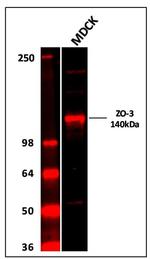 ZO-3 Antibody in Western Blot (WB)