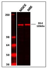 ZO-2 Antibody in Western Blot (WB)