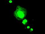 aFGF Antibody in Immunocytochemistry (ICC/IF)