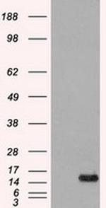 aFGF Antibody in Western Blot (WB)