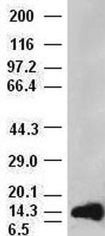 aFGF Antibody in Western Blot (WB)