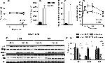 Phospho-IR/IGF1R (Tyr1162, Tyr1163) Antibody in Western Blot (WB)