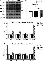 Phospho-Tau (Ser262) Antibody in Western Blot (WB)