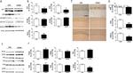 PP2A alpha Antibody in Western Blot (WB)