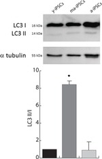 alpha Tubulin Antibody in Western Blot (WB)