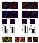 GFP Antibody in Immunohistochemistry (IHC)