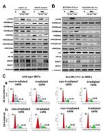 H4K20ac Antibody in Western Blot (WB)