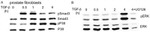 SMAD3 Antibody in Western Blot (WB)