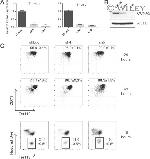 CD71 (Transferrin Receptor) Antibody in Flow Cytometry (Flow)