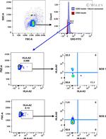 HLA-A3 Antibody in Flow Cytometry (Flow)