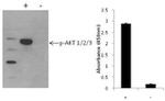 Multispecies AKT (Phospho) [pS473] InstantOne™ ELISA Kit