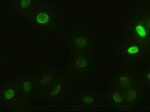 alpha-actinin (Actinin alpha 1) Antibody in Immunocytochemistry (ICC/IF)