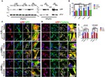 alpha Adaptin Antibody in Immunocytochemistry, Immunoprecipitation (ICC/IF, IP)